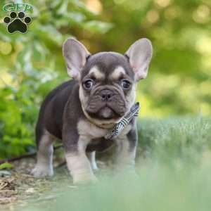 Page, French Bulldog Puppy